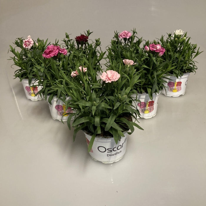 <h4>Dianthus Oscar Mixtray</h4>
