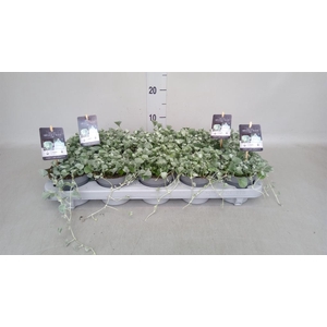 Dichondra argentea 'Silver Falls'