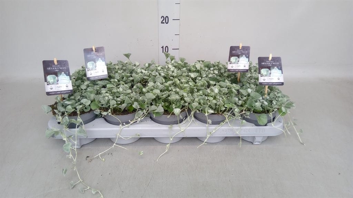 Dichondra argentea 'Silver Falls'