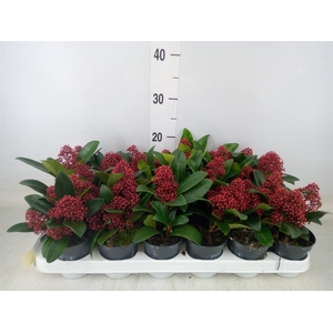Skimmia jap. 'Rubella'