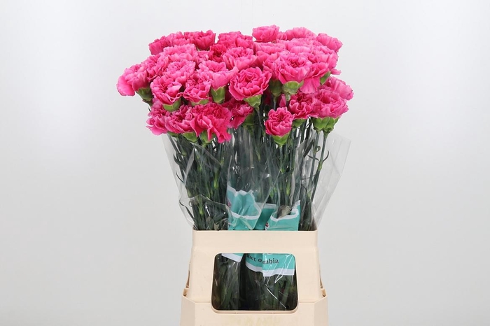 <h4>Di St Mozart</h4>