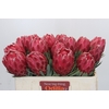 Protea Venus