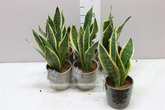 <h4>Sansevieria Tr Futura Superba Gaia Keramiek</h4>