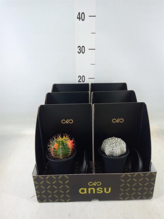 <h4>Cactus   ...</h4>