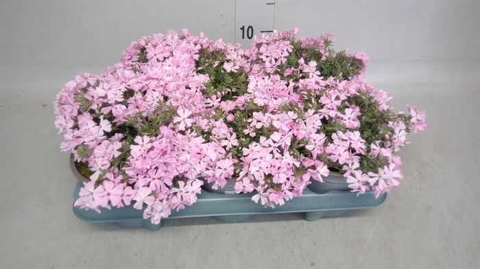 <h4>Phlox sub.</h4>