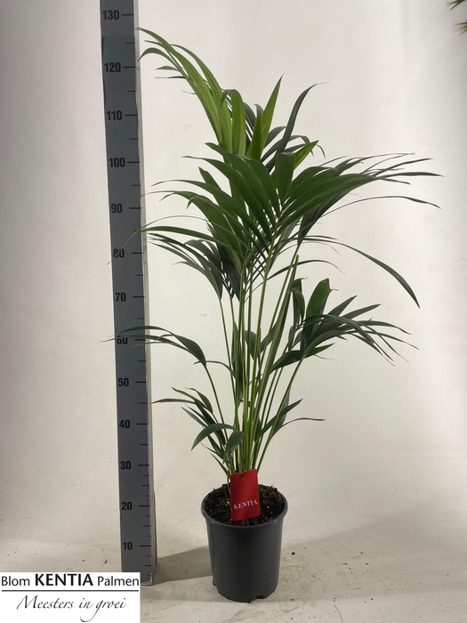 <h4>HOWEA FORSTERIANA</h4>