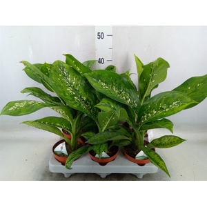 Dieffenbachia