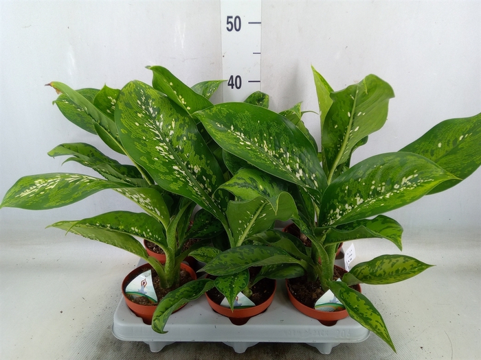 <h4>Dieffenbachia</h4>