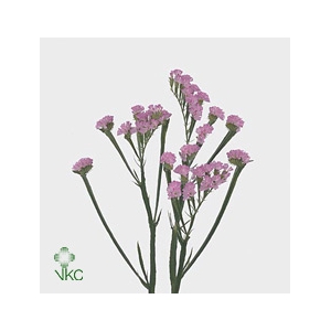 Statice Pretty Wings