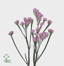 <h4>Statice Pretty Wings</h4>