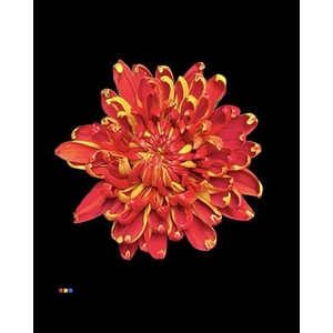 Chr G Fuego Red