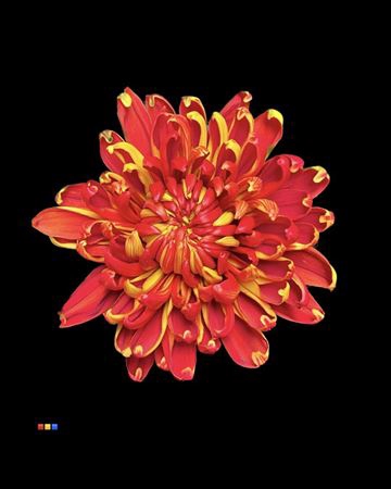 <h4>Chr G Fuego Red</h4>