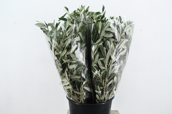 <h4>OLEA EUROPAEA</h4>