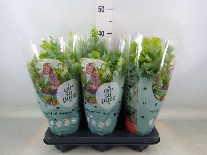 <h4>Phlebodium aureum 'Davana'</h4>