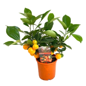 Citrus calamondin