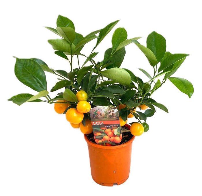 <h4>Citrus calamondin</h4>