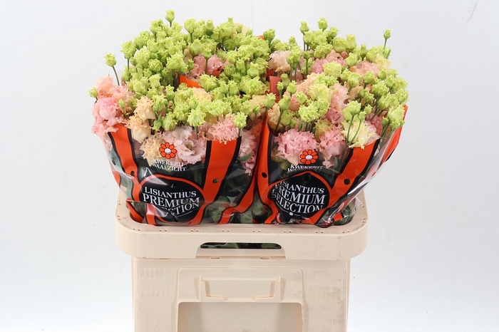 <h4>Eus G Alissa Peach</h4>