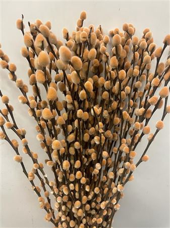 Salix Pussy Willow Latte