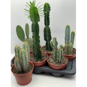 CACTUS GEM