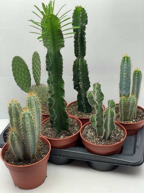 <h4>CACTUS GEM</h4>