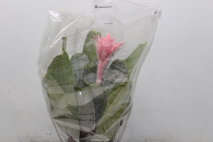 <h4>AECHMEA FASCIATA P17</h4>