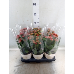 Kalanchoe  'Scarlet Red'