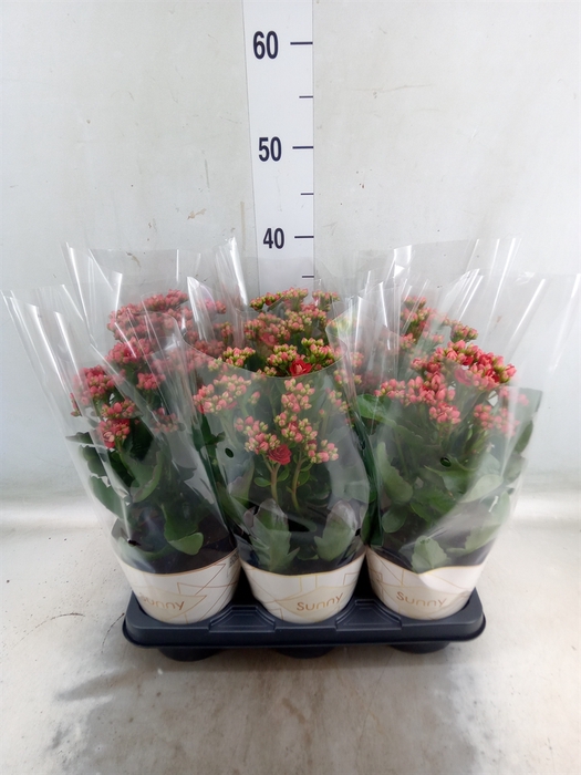 <h4>Kalanchoe  'Scarlet Red'</h4>