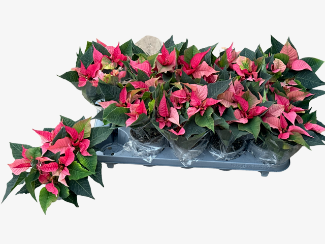 <h4>EUPHOR P CHR F PINK</h4>