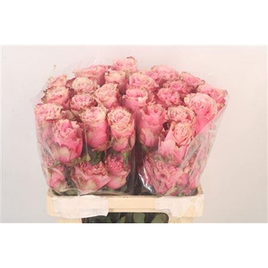 R Gr Ec Wild Esperance