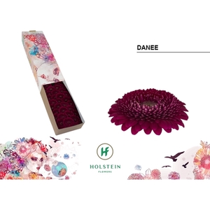Ge Mi Pomponi Danee Box Holstein