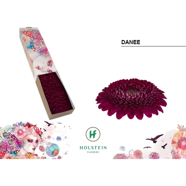 <h4>Ge Mi Pomponi Danee Box Holstein</h4>