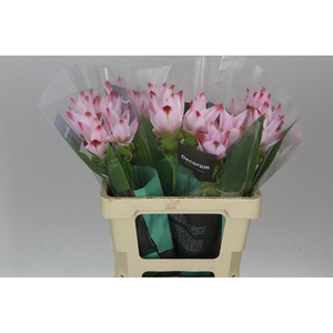 Curcuma Siam Sunrise
