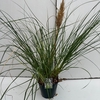 Cortaderia selloana