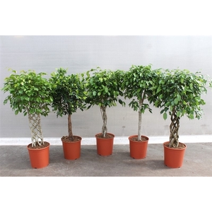 Ficus Mixkar