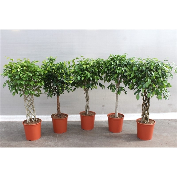 <h4>Ficus Mixkar</h4>