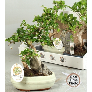 BONSAI GEM
