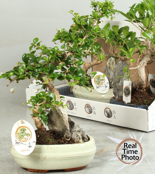 <h4>BONSAI GEM</h4>