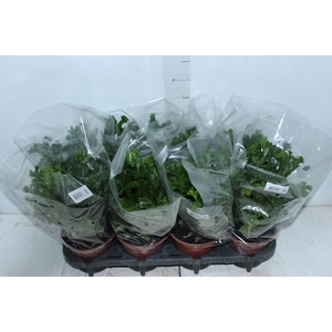 ASPLENIUM LESLIE P15