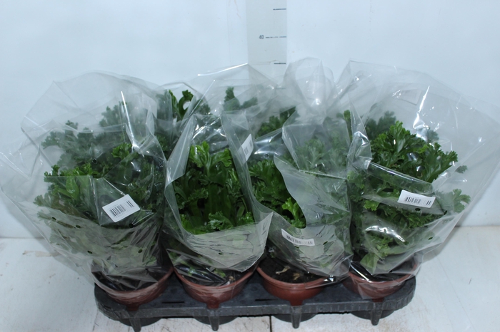 ASPLENIUM LESLIE P15