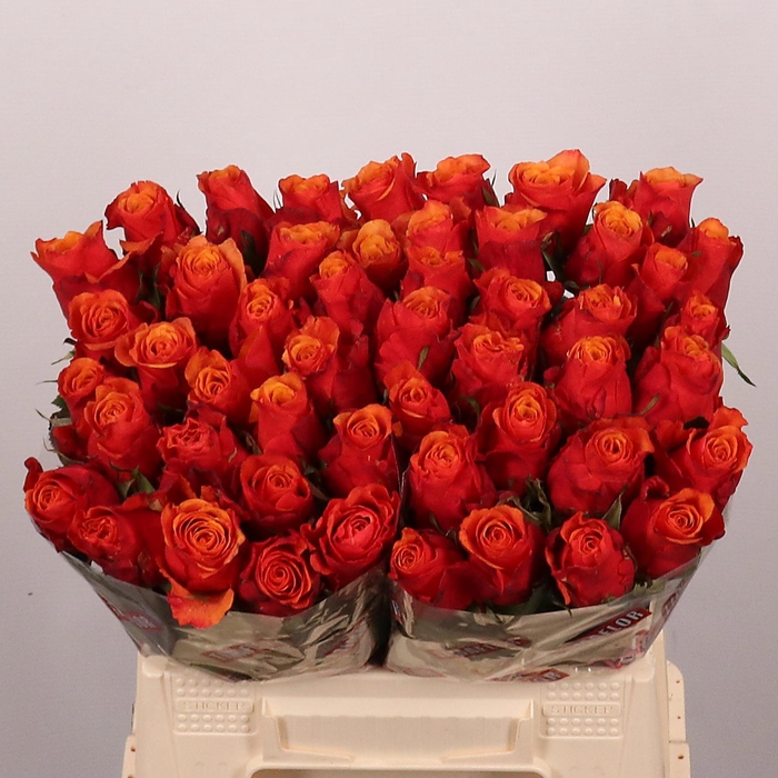 <h4>R GR ESPANA@</h4>