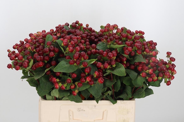 <h4>Hyp Mag Cherry</h4>