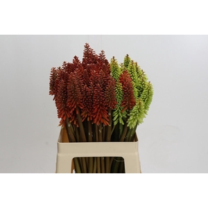 Kniphofia Mix