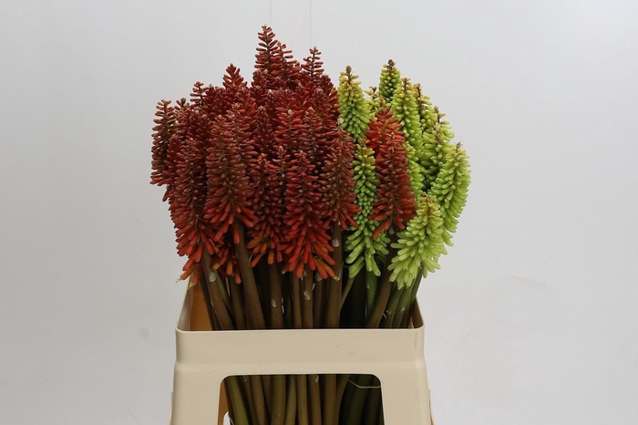 <h4>Kniphofia Mix</h4>