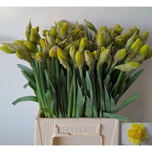 NARC DICK WILDEN NARC DU DICK WILDE