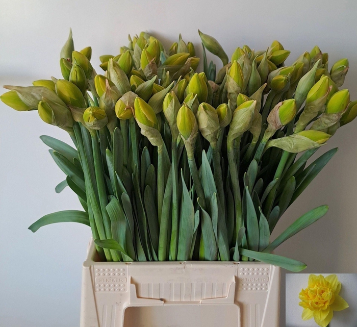 <h4>NARC DICK WILDEN NARC DU DICK WILDE</h4>