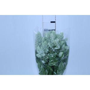 CAMARAO VERDE 050 CM