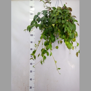 Aeschynanthus marmoratus