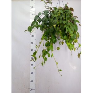 Aeschynanthus marmoratus