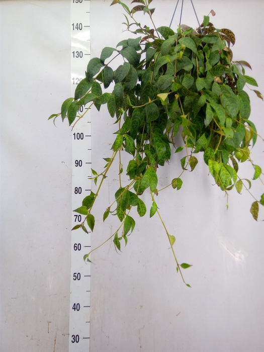 <h4>Aeschynanthus marmoratus</h4>