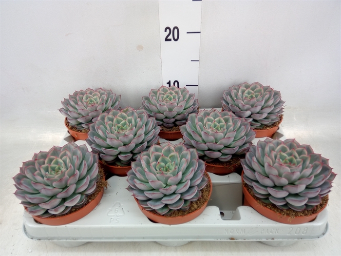 <h4>Echeveria  'Hercules'</h4>